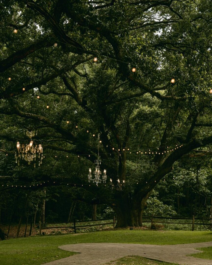 Fairy lights and chandeliers under tree.