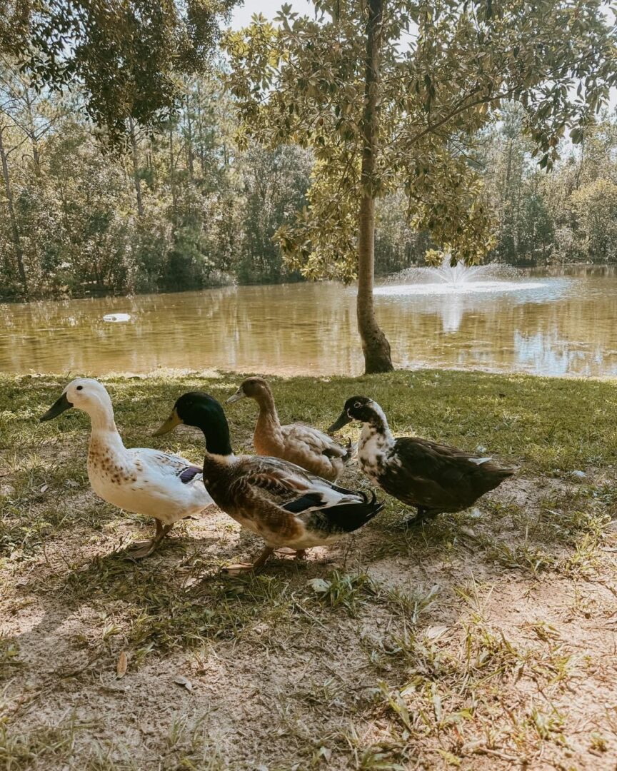 Four ducks by a pond.