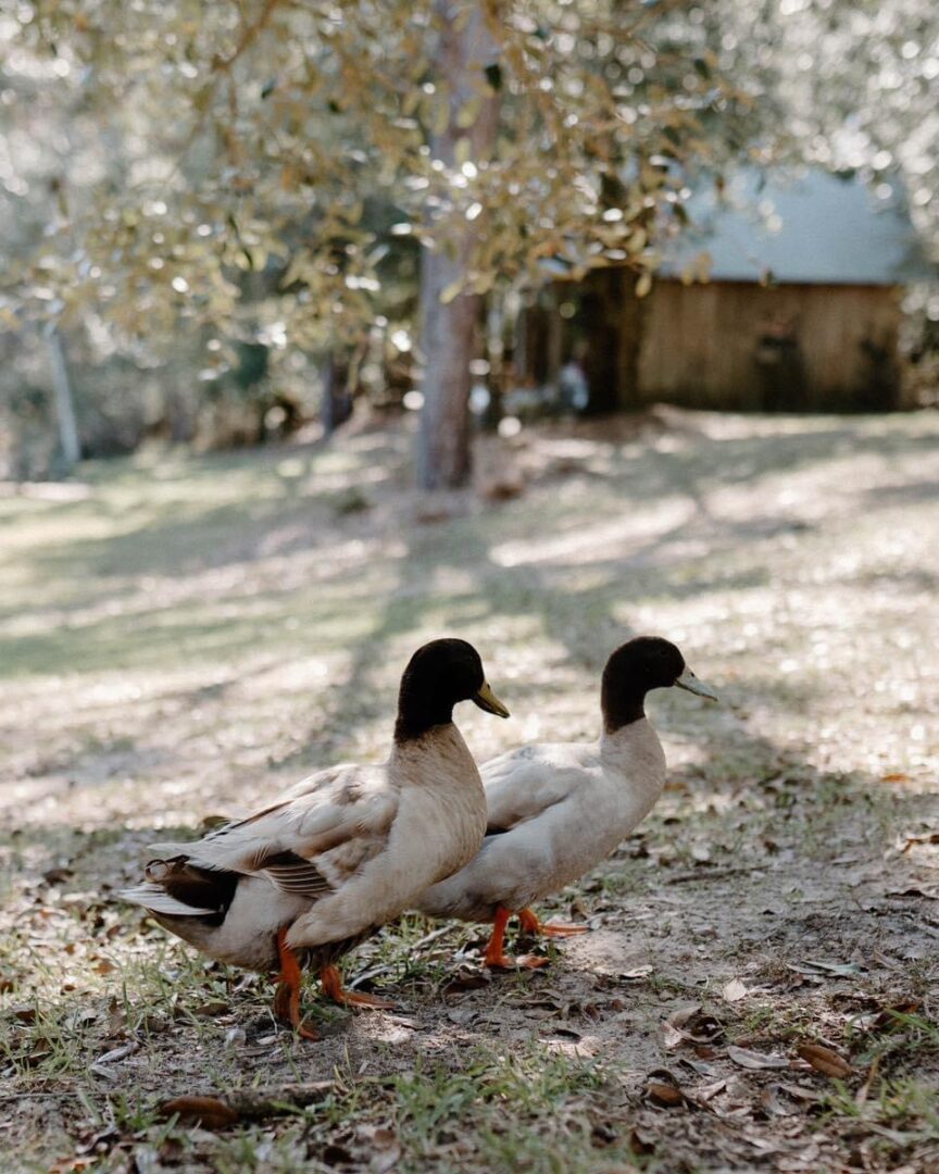 Two ducks near a rustic cabin.